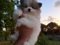 Pomeranian Boo Köpeklerimiz
