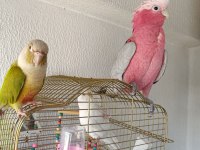 Pineapple Conure