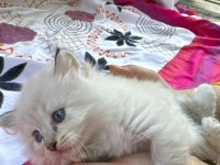 RAGDOLL YAVRULAR
