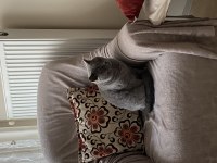 british shorthair kısırlaştırılmış erkek
