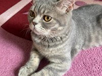 9 Aylık Erkek British Shorthair