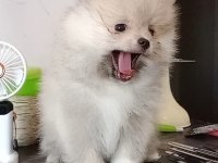 Pomeranian Baby Face