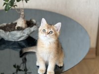 Hemen Teslim Golden British Shorthair Yavrum