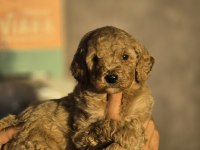 Standart Poodle Yavrular