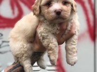 Eşsiz kalite de maltipoo