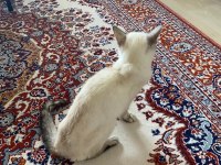 Siyam Kedisi Şansımı Ücretsiz Sahiplendiriyorum