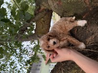 TOY POODLE AYARINDA MALTİPO OĞLUMUZ
