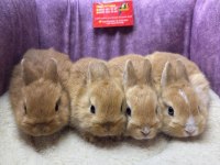CÜCE NETHERLAND DWARF TAVŞAN YAVRULARIMIZ