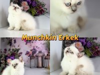 Munchkin yavrular