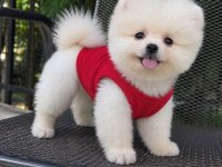 Orjinal Pomeranian Boo