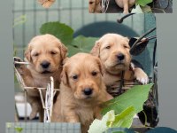 SAFKAN BABY FACE (BEBEK YÜZ) GOLDEN RETRİEVER PUPPY