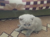 Sağlıklı oyuncu british shorthair bebekler