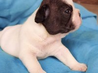 FRENCH BULLDOG YAVRULARI