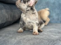 ÜST KALİTE BLUE MERLE FRENCH BULLDOG