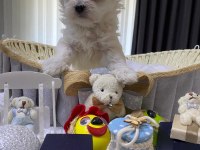 A şecereli Kore maltese babadan maltese yavrular
