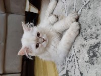 SAFKAN BRITISH LONGHAIR AY1133