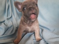 FLUFFY ve ISABELLA TAŞIYICI RENK RENK EXOTIC FRENCH BULLDOG