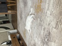 UYSAL TEMİZ ERKEK KISIR ANKARA KEDİSİ