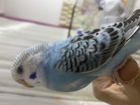 Muhabbet kuşu yavrumuz