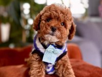 Safkan Toy Poodle Yavrularımız