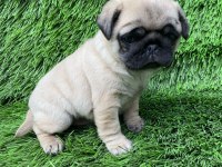 PUG MOPS MUHTEŞEM GÜZELLER