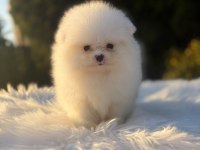 Kar Beyaz Pomeranian Dişi