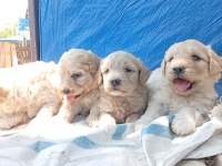 Maltipoo Bebiş Köpekler