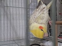 6 Yumurta Yumurtlayan Üremeye Hazır Dişi Sultan Papağanı