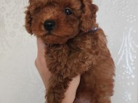 Bebek yüzlü toy poodle yavru