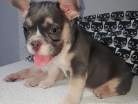 FLUFFY ve ISABELLA TAŞIYICI AŞILI EXOTİC FRENCH MİNİKLER