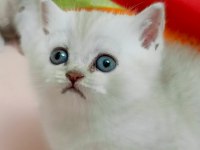 Scottish fold yavrular