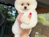 BOO ERKEK POMERANİAN