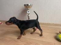 Yarışma sınıfı minyatür pinscher yavrusu son 1 tane