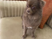 Chihuahua erkek 4 yaşında