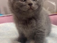 British shorthair yavru kedimiz yeni yuvasını arıyor