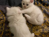 British shorthair blue point
