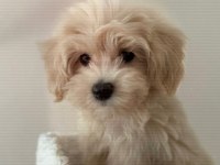 Maltipoo erkek 4 aylık