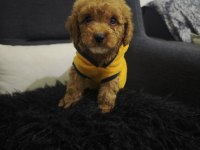 Toy Poodle Yavrular