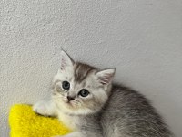 British shorthair yavrumuz