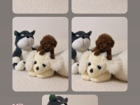 Toy Poodle Yavrum Saf Kan