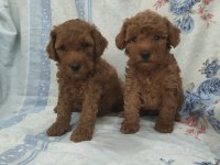 Kaliteli Poodle Yavrularimiz