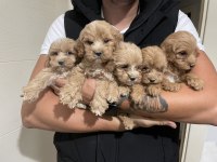 KALİTELİ MALTİPOO YAVRU KÖPEKLER