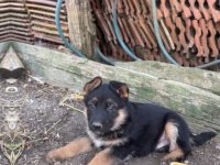 K9 Alman Kurdu 38 Günlük 3 Dişi