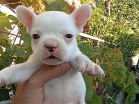 Anne altından eşsiz sağlıklı french bulldog yavrularım