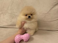 Ayıcık Surat Gerçek Pomeranian Boo Yavrular