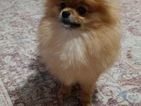 Micro Baby Face Gülen Yüz Pomeranian