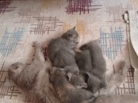 Yavru kedimiz ücretsiz sahiplendirme