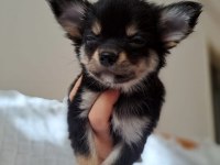 Tea cup chihuahua yavrumuz