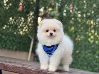 Pomeranian Boo köpeği