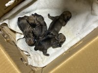 5 günlük pug yavruları